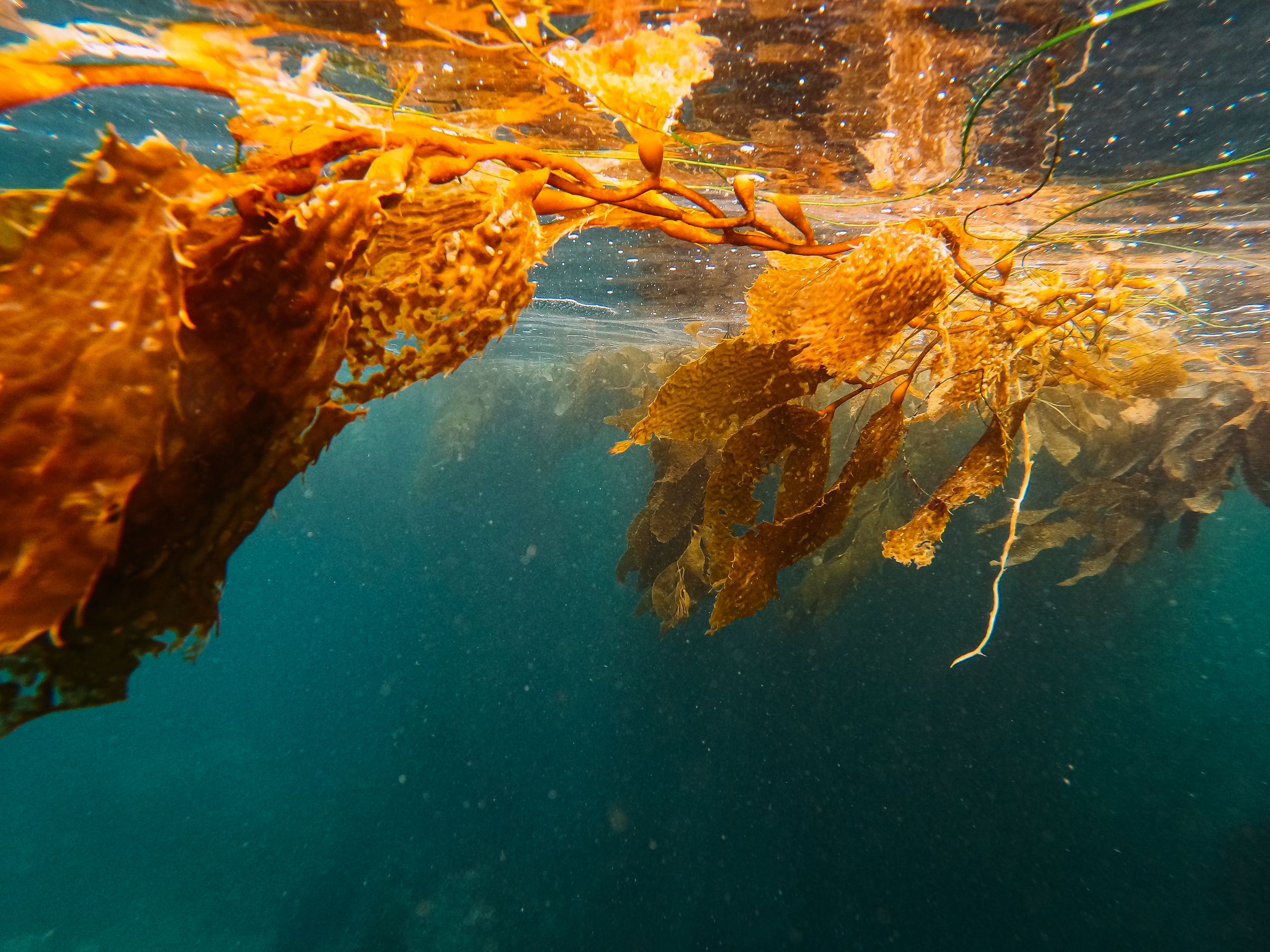 Kelp