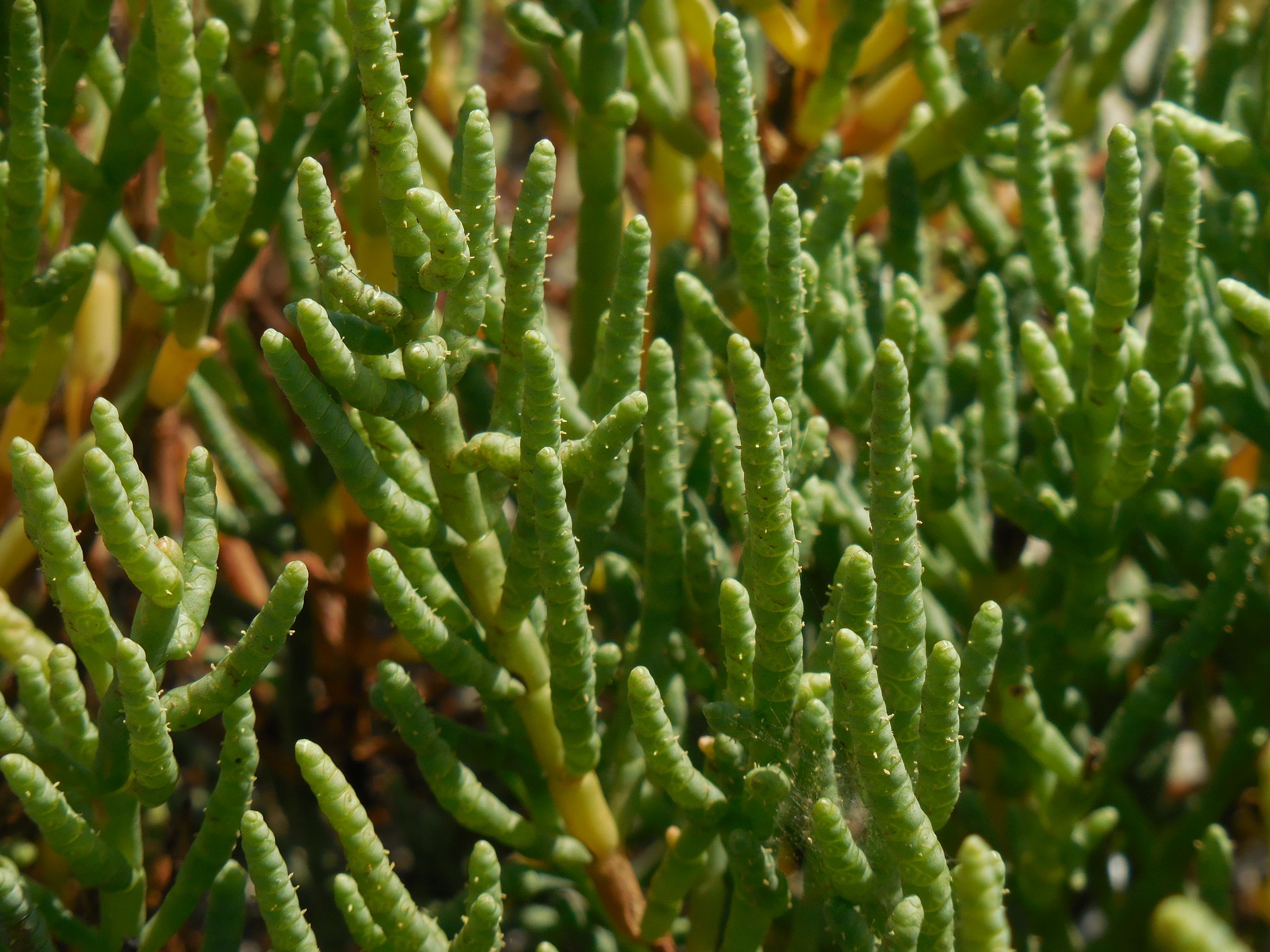 Rock samphire